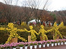 국화축제2