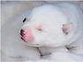흰곰 닮은 강아지 6남매 ...