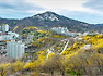 2019.04.09 인왕산 개나리길을 걷다