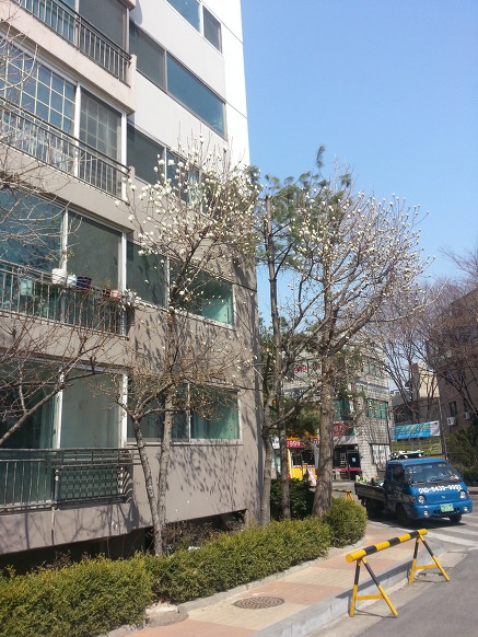 봄 소식