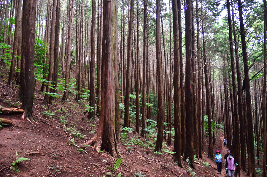 <495차>백양산 연봉의 운무를 헤치며,,