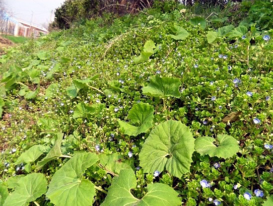 제철쌈밥 이미지