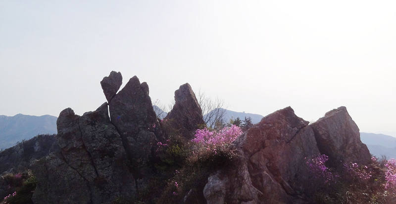 진달래의 최고봉 주작산