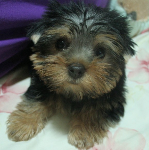 우리집 새 가족~~두리