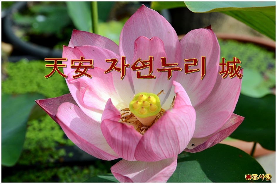 자연누리 이미지