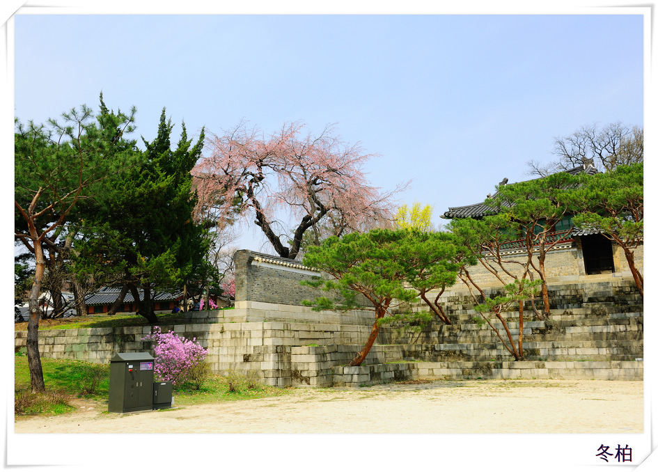 창덕궁의봄