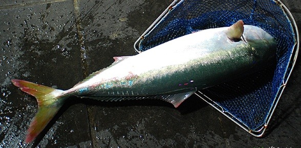 모슬포 부두식당