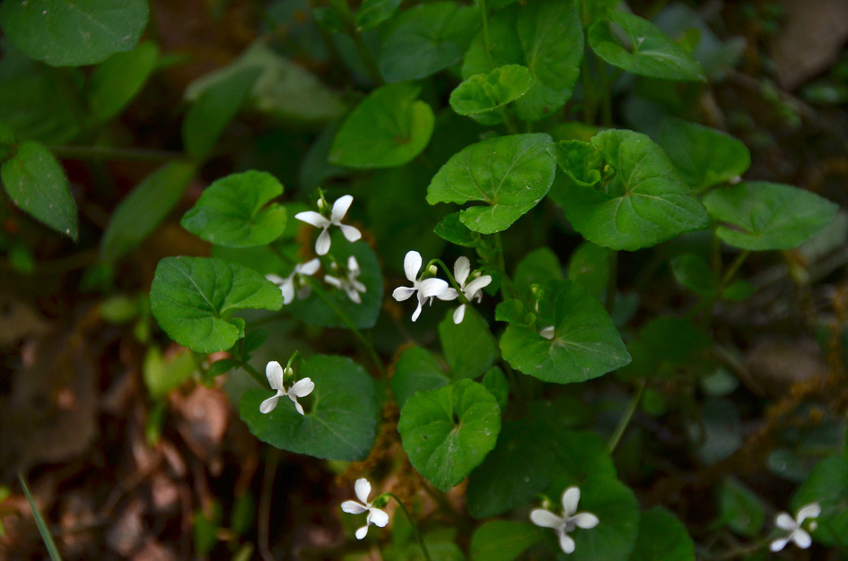 금강애기나리 만나던 날