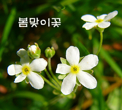 들풀 이미지
