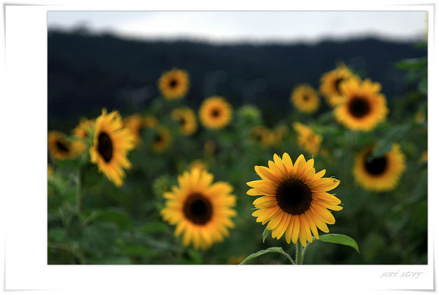 음악 듣기) 월량대표아적심 / 月亮代表我的心 - 등려군