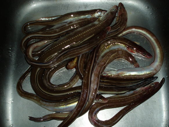 바다장어 이미지