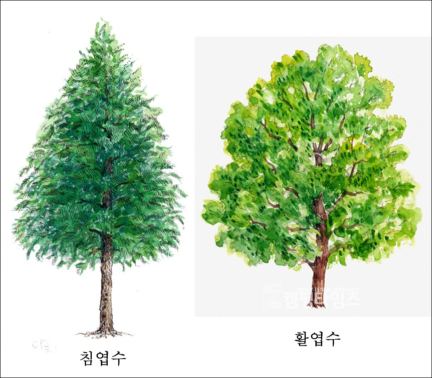 활엽수 이미지