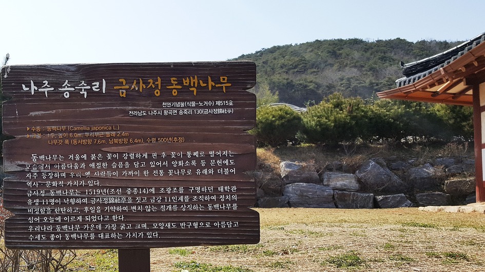 (나주여행)천연기념물 나주 금사정 동백나무. 언제 꽃을 피울까?