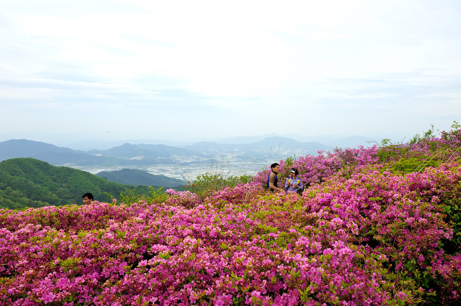 지리산  바래봉에는 꽃보다 사람이 더 많았다.
