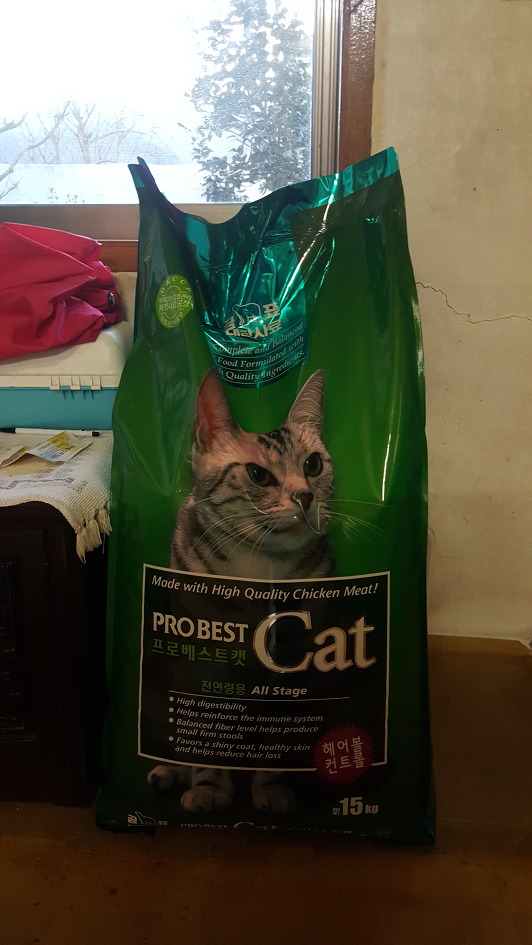 길고양이 길들이기