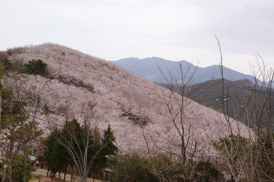 여수 영취산의 화사한 진달래에 마음을 내려 놓다(15.4.4)