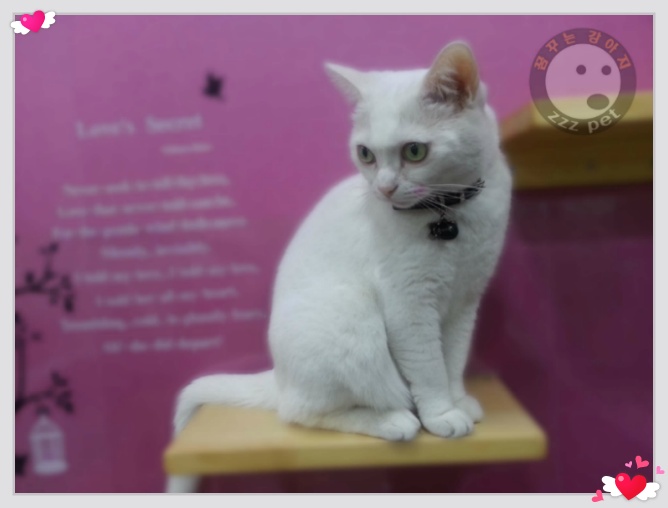 꿈꾸는강아지 마스코트 히트~~~♥♥♥♥