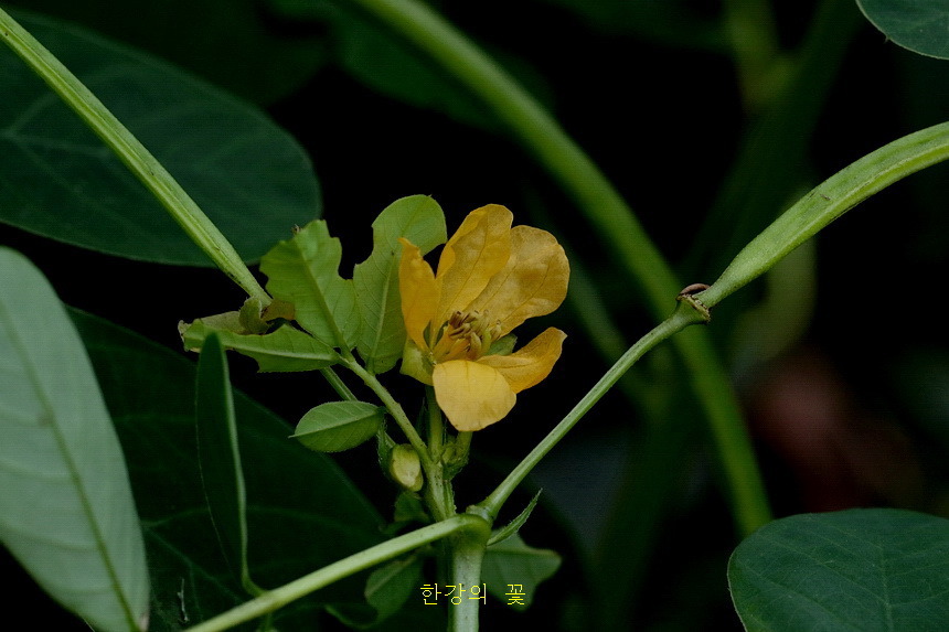 결명자