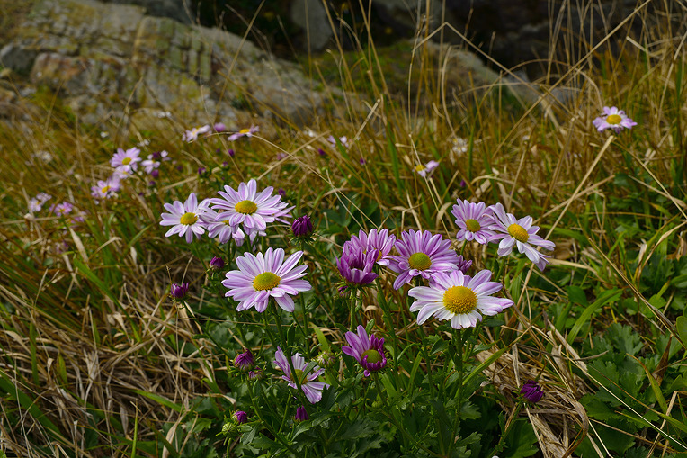 2016 바람의언덕