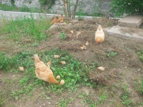 우리집 엄마닭과 병아리들 