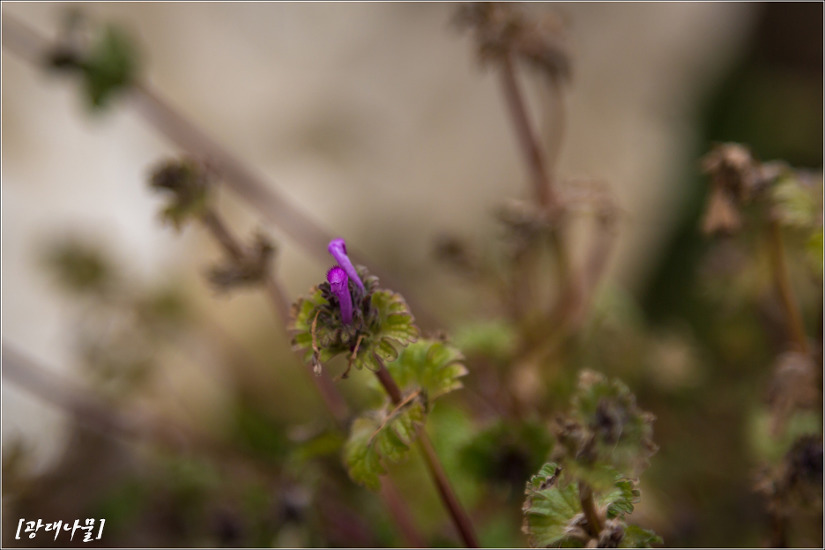 2016.12.31 인천 삼형제섬길(신도, 시도, 모도)을 걷다