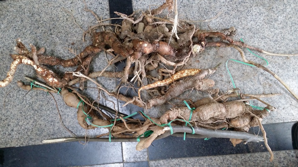 (주)영심 이미지