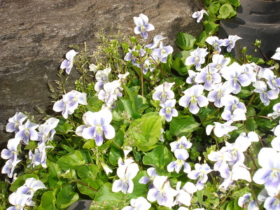 23674F4E517147472BC290