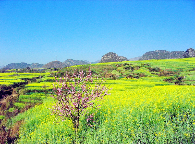 243C7F4952A50DFD387338