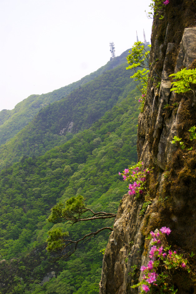 계룡산의 봄(동학사 ~ 갑사 / 15. 5. 9)