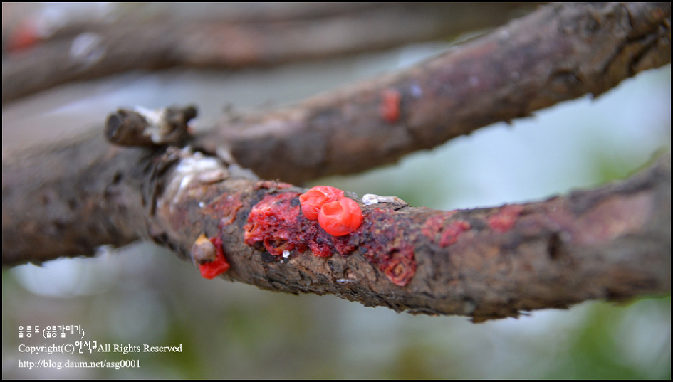 [울릉도]꿀단지라고 불리우는 달콤한 주목나무 열매