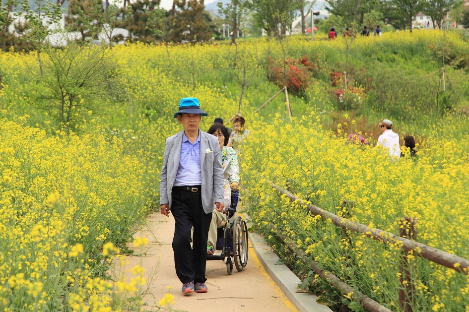 장인 장모님과 함께한 고창 청보리밭, 함평 나비축제/어버이날 부모님 감사합니다.
