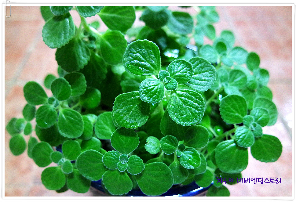 장미허브, 빅스플랜트(Vick's Plant), Succulent Coleus