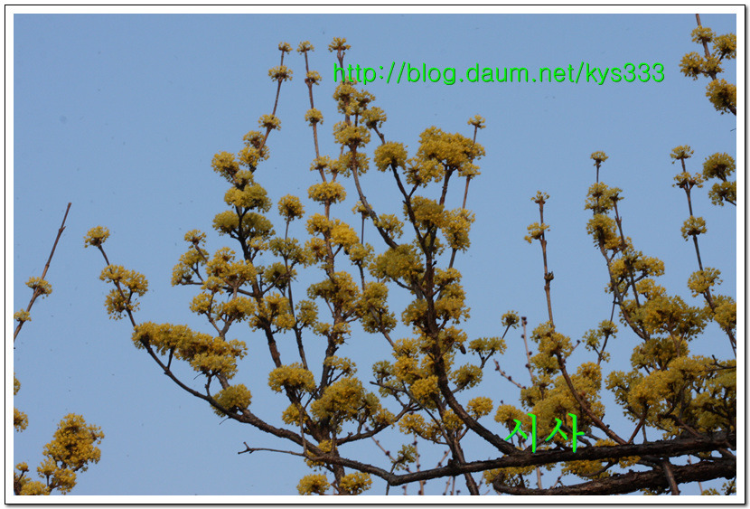<산수유꽃>노랗게 예쁜 산수유 마을의 산수유꽃...2016년 3월 21일