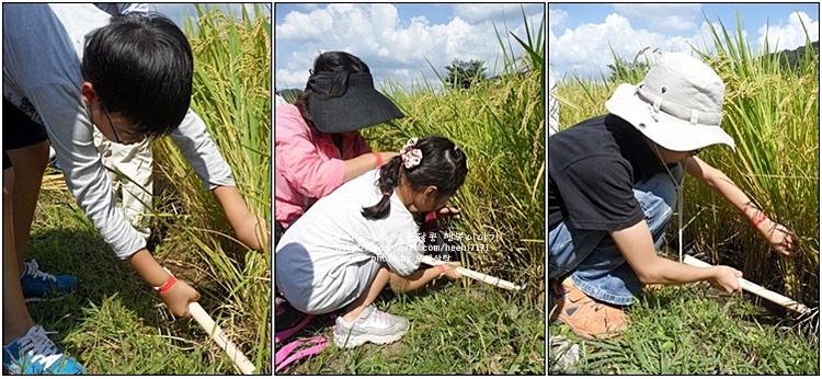 2545064654170EC31B42C5