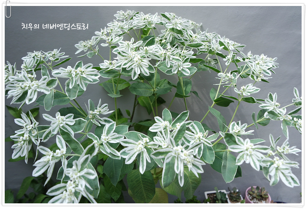 설악초(snow on the mountain),설화초,초설초. 일명 야광꽃이라 불림.