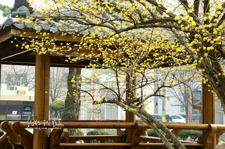 (사진) 충북도청 정원, 봄을 알리는 '산수유꽃' 만개