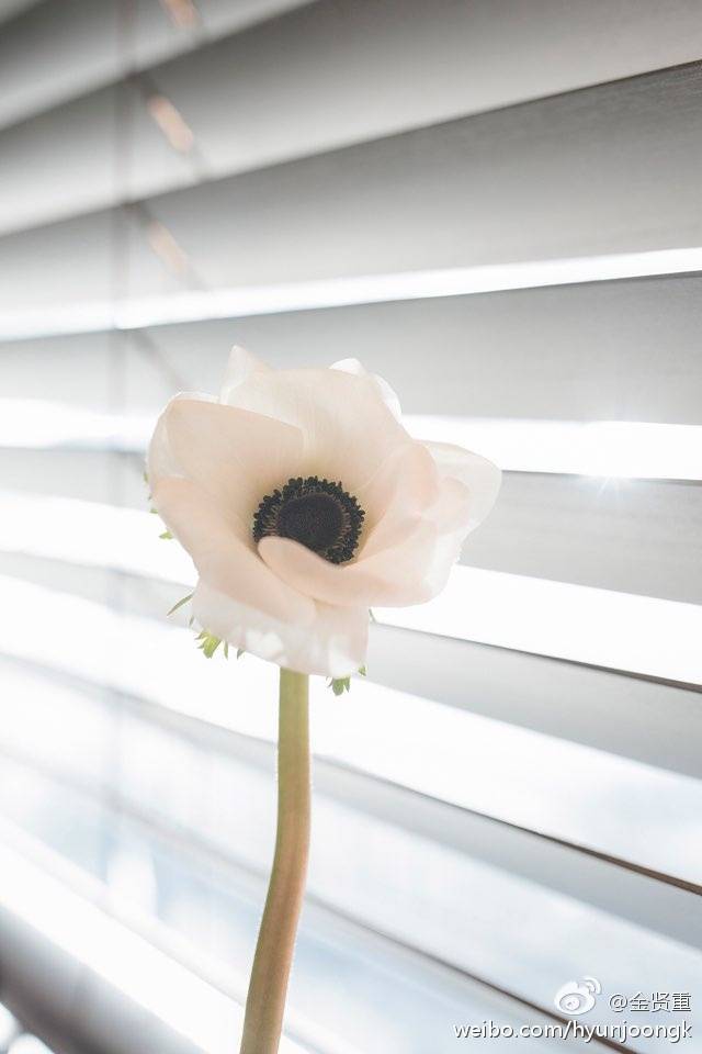 김현중 웨이보 업데이트 'ANEMONE'