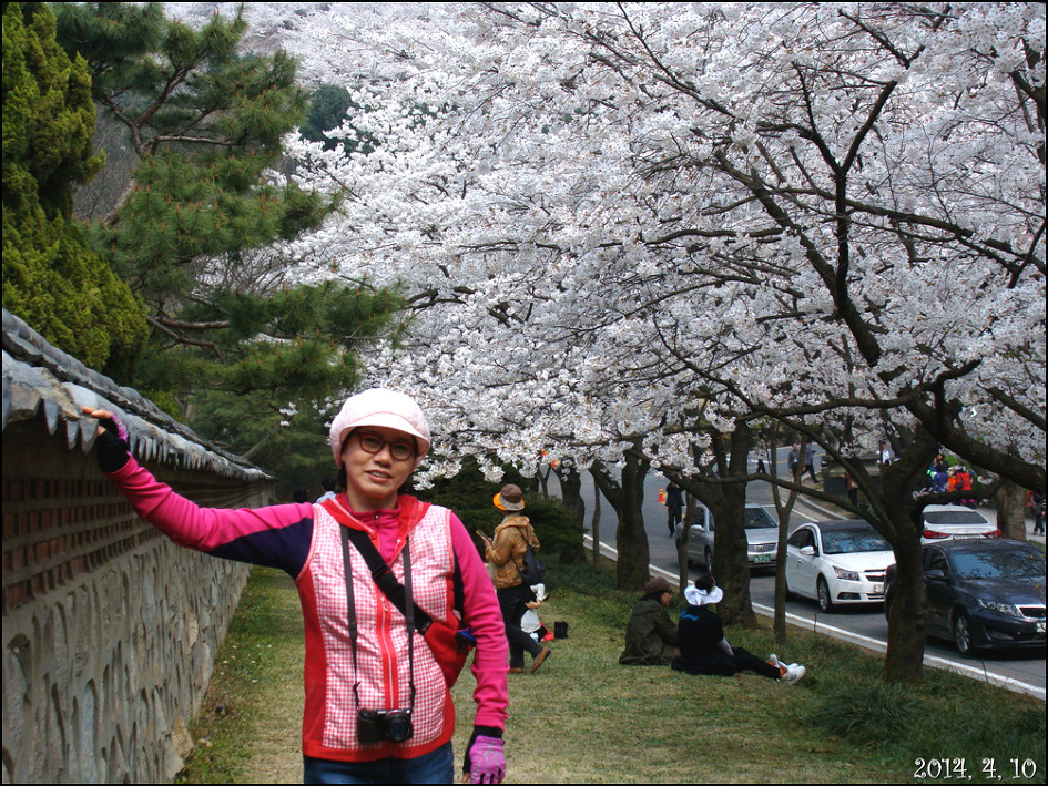 호암 미술관 희원&가실 벚꽃 길에서/2014, 4, 10