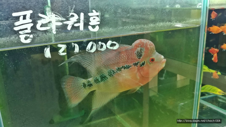 김해 아쿠아수(秀) 갤러리, 경이로운 몸 빛깔의 관상용 새우와 열대어