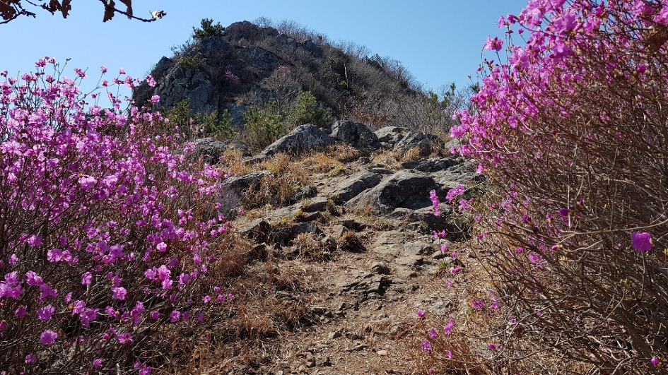 불모산과 장복산 꽃길만 걸었다