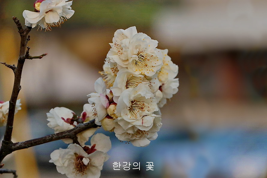 만첩백매화