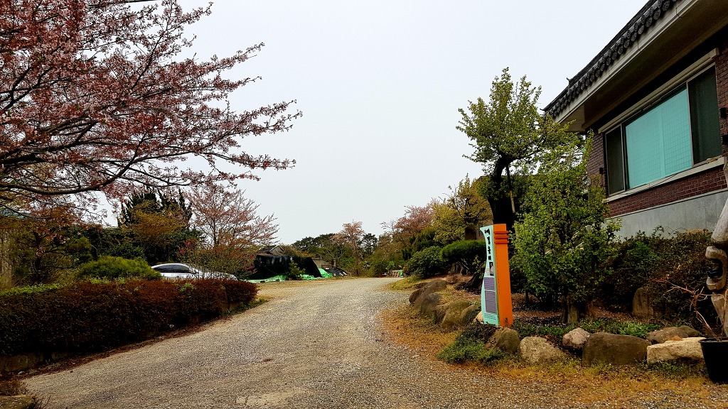 벚꽃 그리고 밤