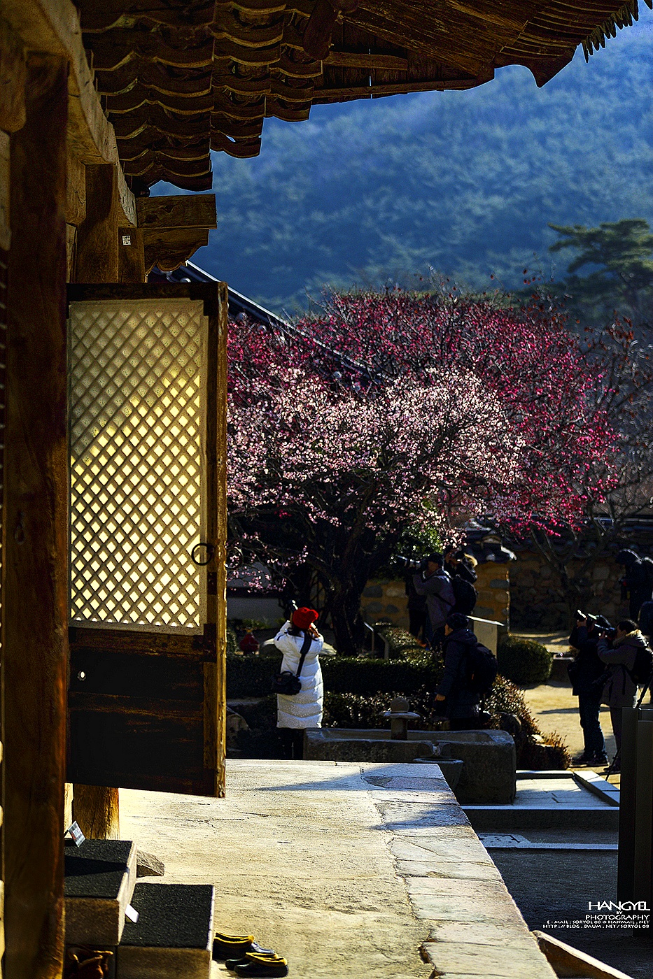 사찰의  매화