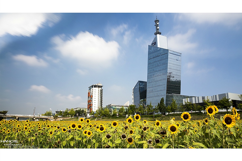 대전의 해바라기
