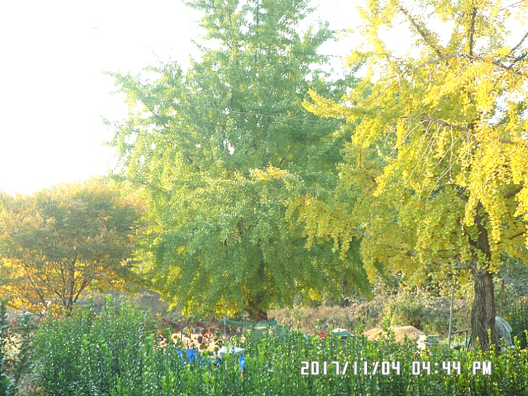 작은뜰 농원의 가을