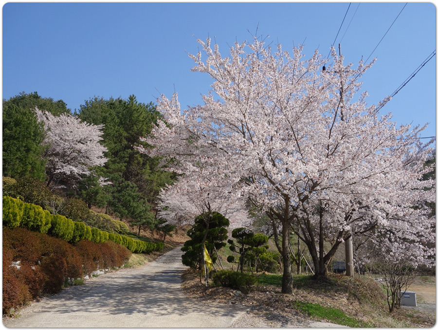 솔숲속 진달래 절정의 진주.작은 방어산~괘방산