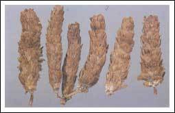 유황오리진액(엑기스): 인산 김일훈선생님의 신장 처방과 원리 설명