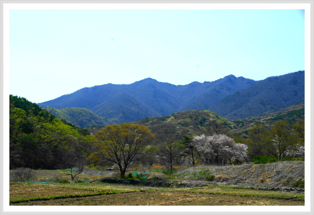 수채화 풍경 복사꽃이 핀 풍경