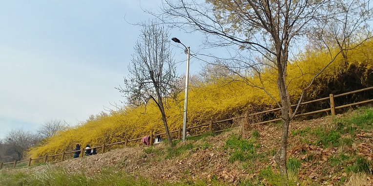 [서울] 양재천 벚꽃축제~ & 양재천 산책로 !!!