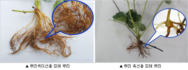 건전 딸기모종 생산은 육묘장 선충관리부터 